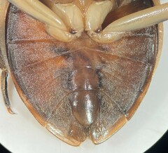 Abedus breviceps