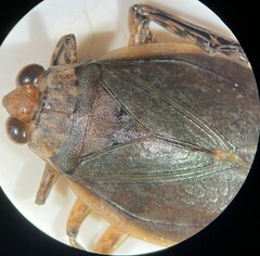 Abedus breviceps