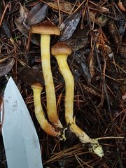 Dermocybe