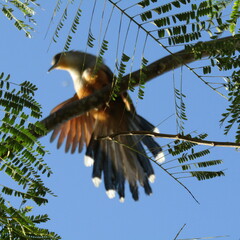 Coccyzus longirostris