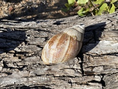 Lissachatina immaculata