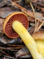 Dermocybe