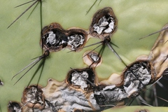 Phyllosticta concava