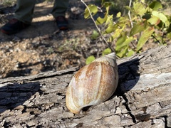 Lissachatina immaculata