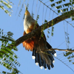 Coccyzus longirostris