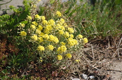 Alyssum montanum