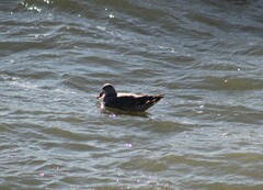 Larus glaucoides thayeri