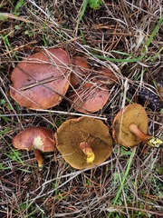 Chalciporus