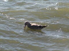 Larus glaucoides thayeri
