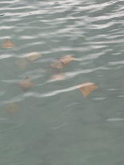 Rhinoptera steindachneri