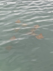 Rhinoptera steindachneri