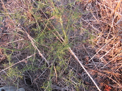 Asparagus verticillatus