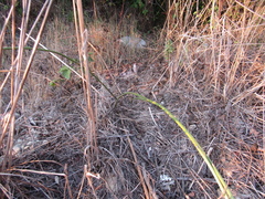 Asparagus verticillatus