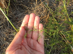 Asparagus verticillatus