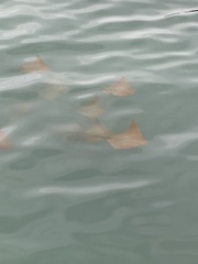 Rhinoptera steindachneri