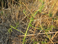 Asparagus verticillatus