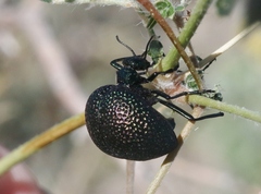 Cysteodemus wislizeni