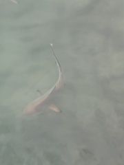 Carcharhinus limbatus