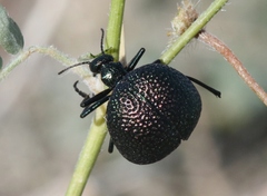 Cysteodemus wislizeni