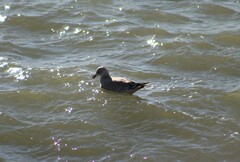 Larus glaucoides thayeri