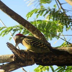 Melanerpes striatus