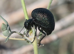 Cysteodemus wislizeni