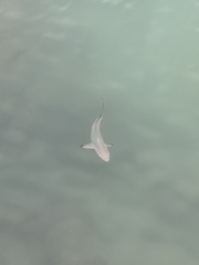 Carcharhinus limbatus