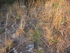 Asparagus verticillatus