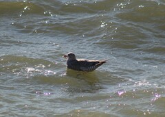 Larus glaucoides thayeri
