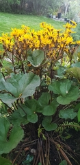 Ligularia dentata