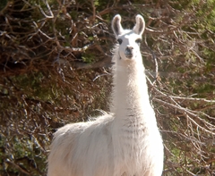 Lama