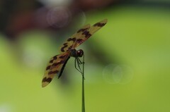 Rhyothemis graphiptera