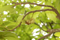 Phylloxera spinosa