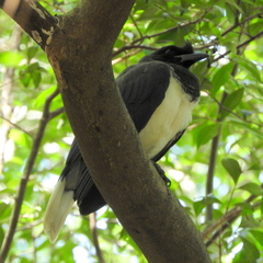Cyanocorax cristatellus