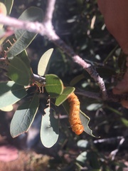 Anisota oslari