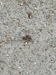 Dorymyrmex bicolor