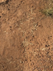 Eragrostis lehmanniana