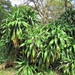 Large-leaved Dragon Tree - Photo (c) Peter Vos, some rights reserved (CC BY-NC), uploaded by Peter Vos