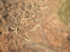 Eragrostis lehmanniana