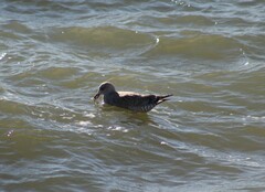 Larus glaucoides thayeri