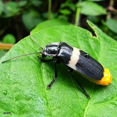 Chauliognathus tripartitus