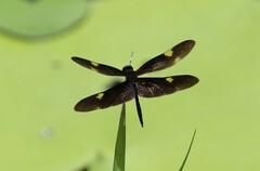 Rhyothemis princeps