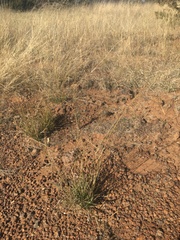 Eragrostis lehmanniana