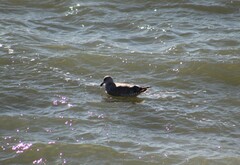 Larus glaucoides thayeri