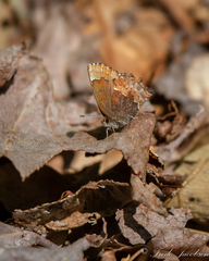 Callophrys henrici