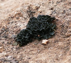 Lathagrium fuscovirens