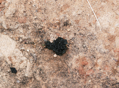 Lathagrium fuscovirens