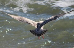 Larus glaucoides thayeri