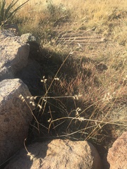 Bouteloua chondrosioides