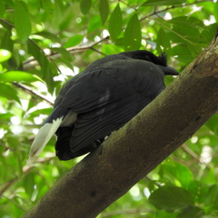 Cyanocorax cristatellus